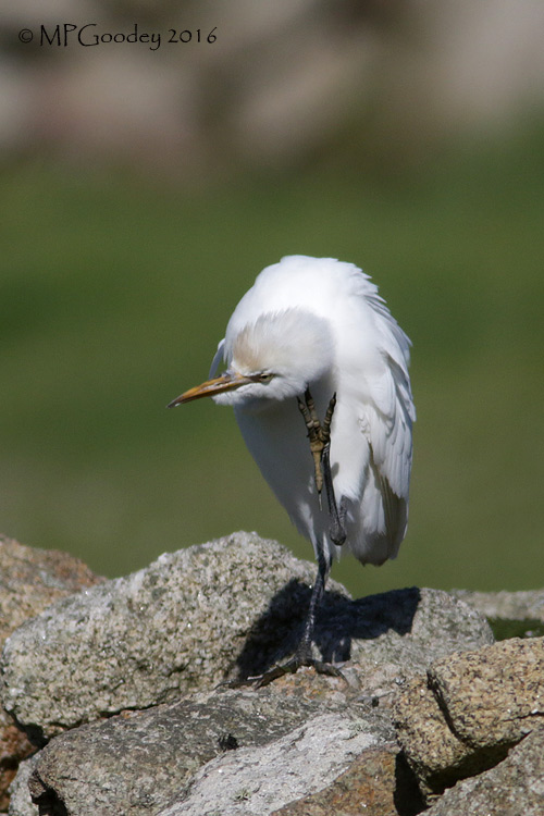 Cattle Egret