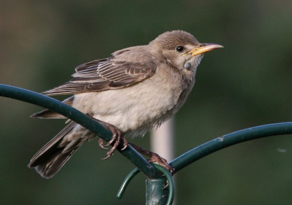 Rose-coloured Starling
