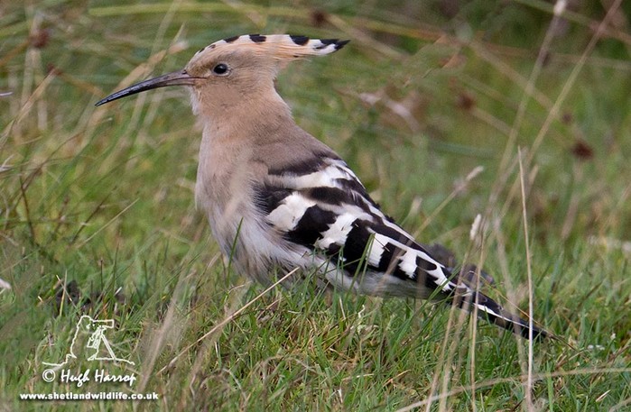 Hoopoe