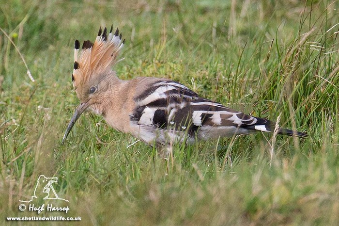 Hoopoe