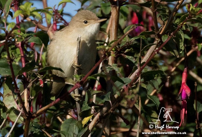 Blyth's Reed Warbler