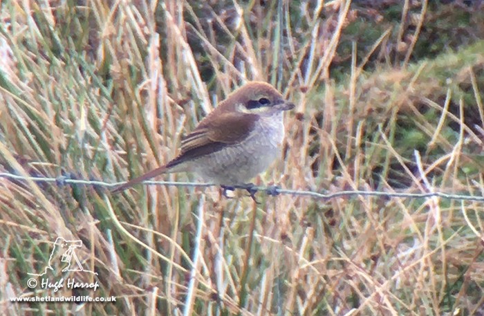 Brown Shrike