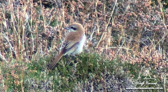Brown Shrike