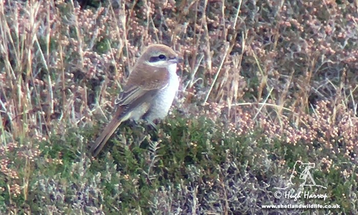 Brown Shrike