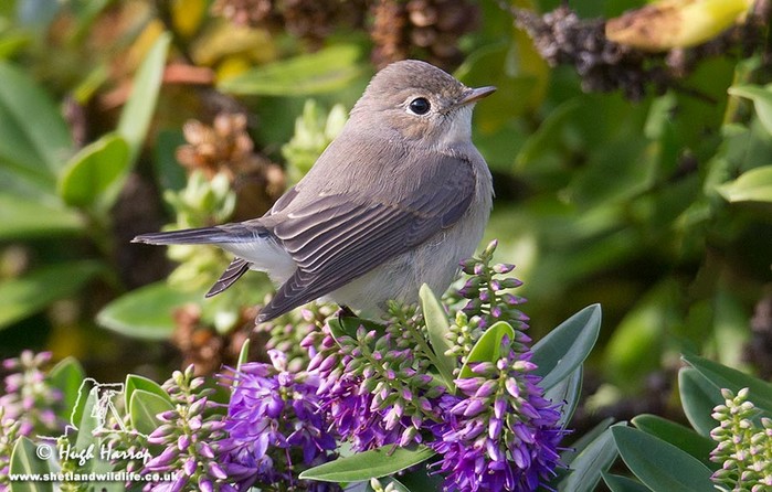 Red-breasted Flycatcher