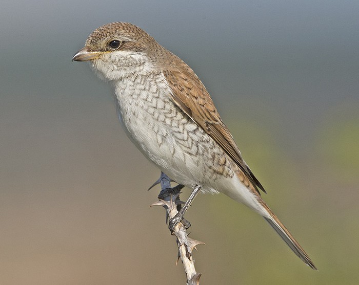 Red-backed Shrike