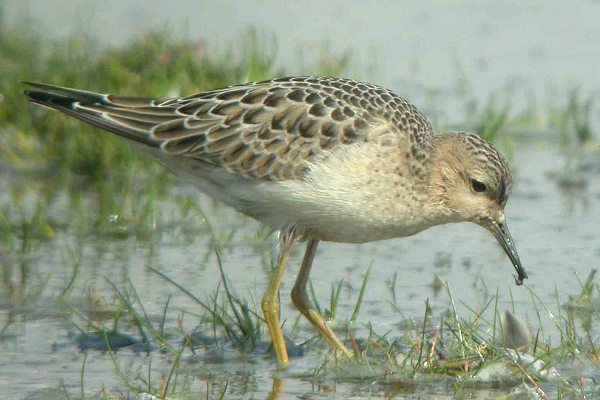 Buff-breasted Sandpiper