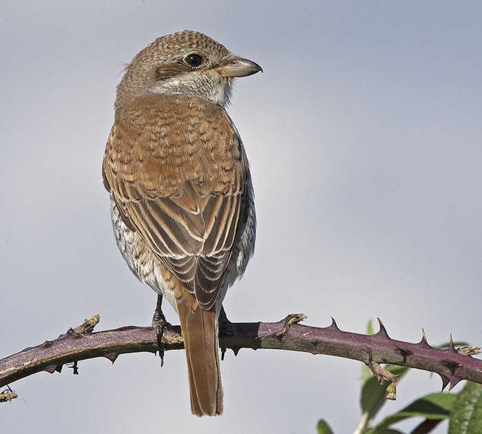 Red-backed Shrike