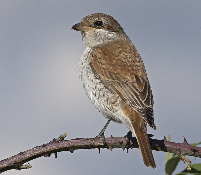 Red-backed Shrike