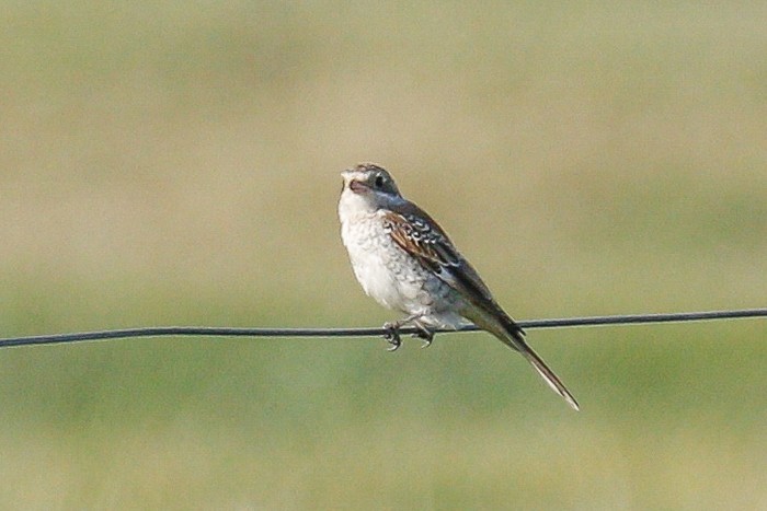 Woodchat Shrike