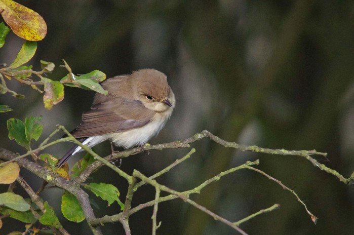 Red-breasted Flycatcher