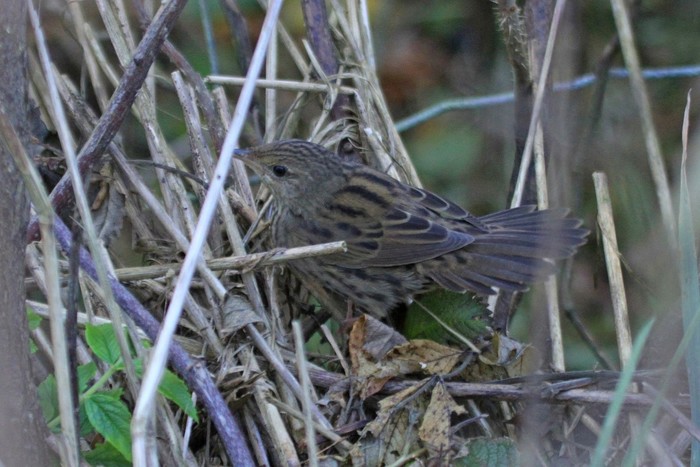 Lanceolated Warbler