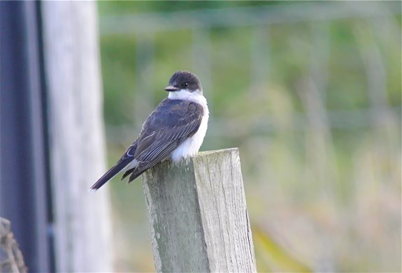 Eastern Kingbird