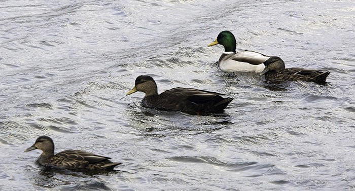 Black Duck