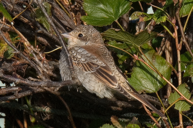 Woodchat Shrike
