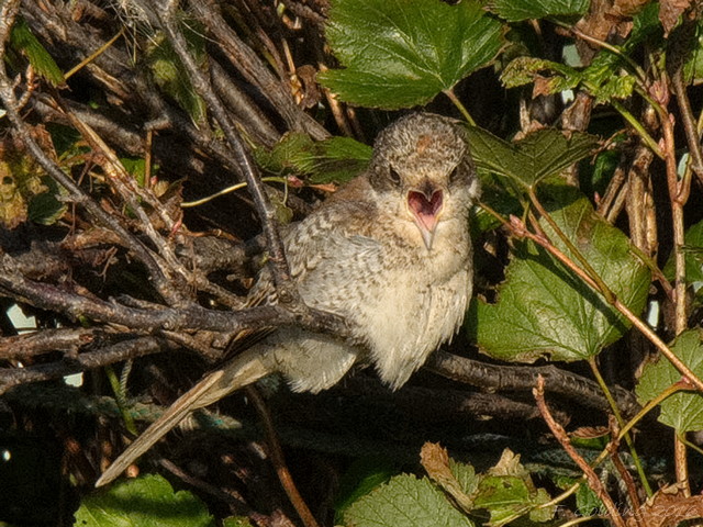 Woodchat Shrike