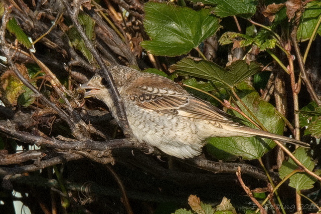 Woodchat Shrike