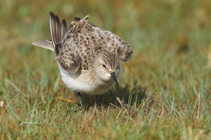 Baird's Sandpiper