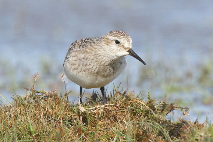 Baird's Sandpiper