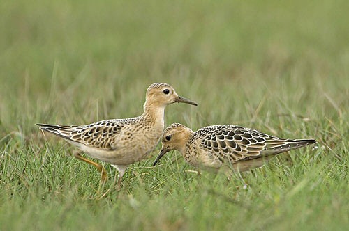 Buff-breasted Sandpiper