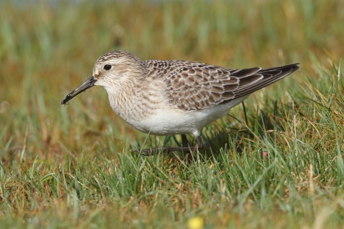 Baird's Sandpiper