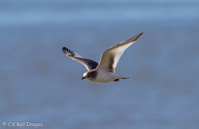 Sabine's Gull
