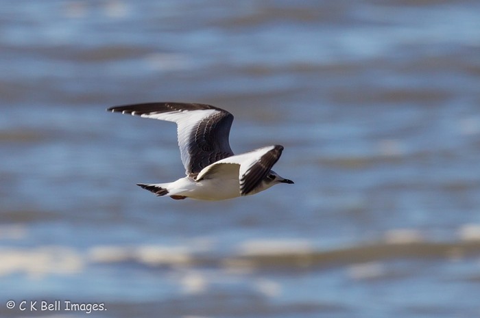 Sabine's Gull