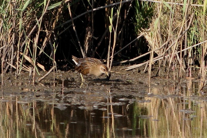 Sora