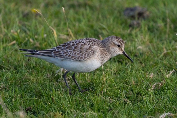 Baird's Sandpiper