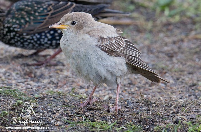 Rose-coloured Starling
