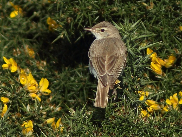 Booted Warbler