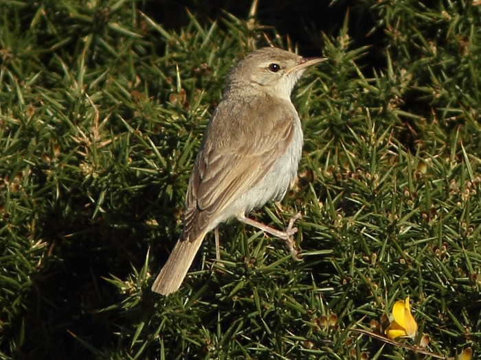 Booted Warbler