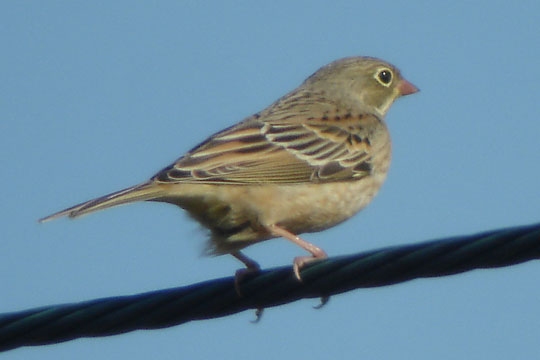 Ortolan Bunting