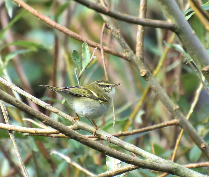 Yellow-browed Warbler