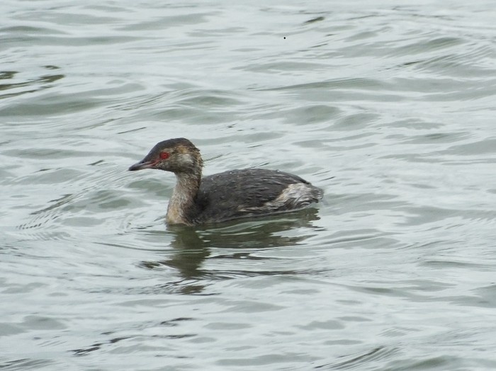 Slavonian Grebe