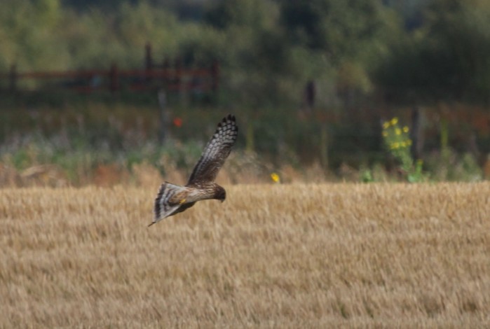 Hen Harrier