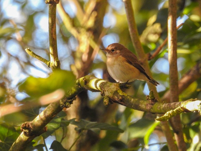 Red-breasted Flycatcher