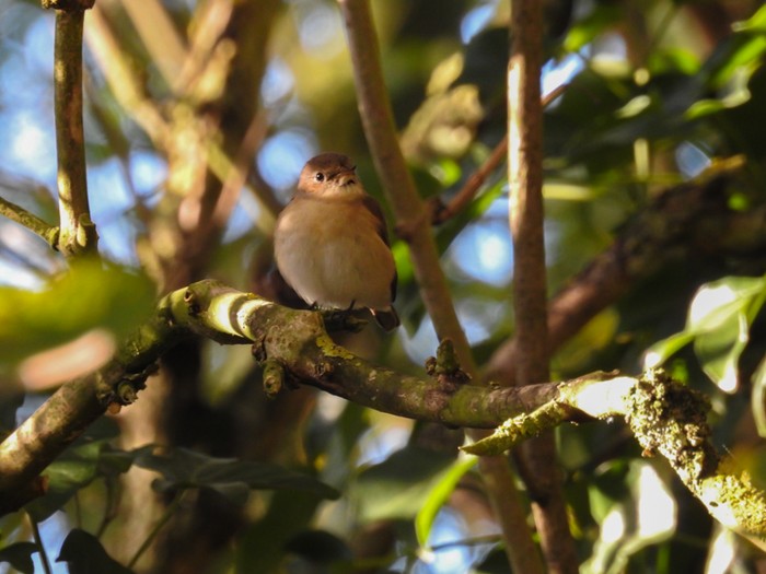 Red-breasted Flycatcher