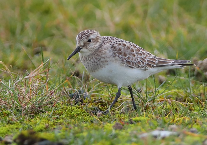 Baird's Sandpiper