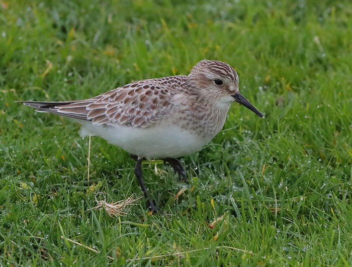 Baird's Sandpiper