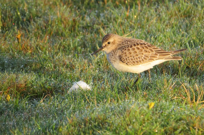 Baird's Sandpiper