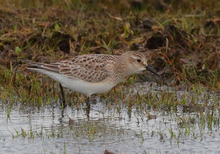 Baird's Sandpiper