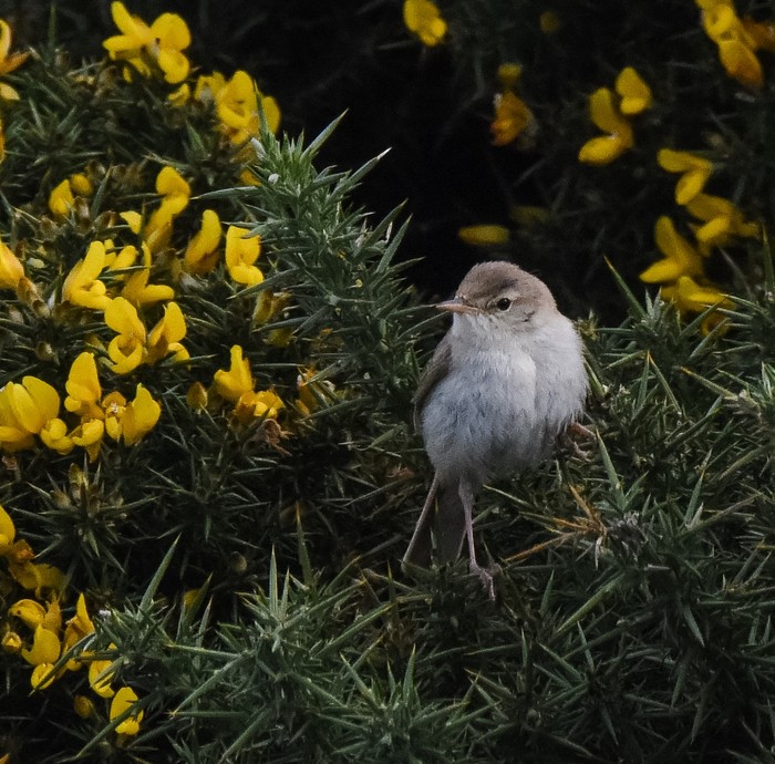 Booted Warbler