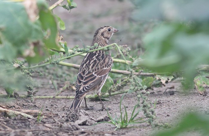 Lapland Bunting