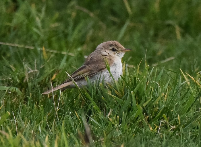 Booted Warbler