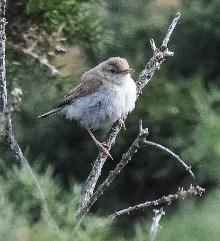 Booted Warbler