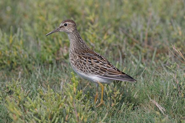 Pectoral Sandpiper
