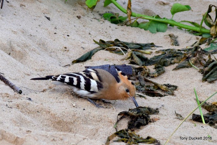 Hoopoe