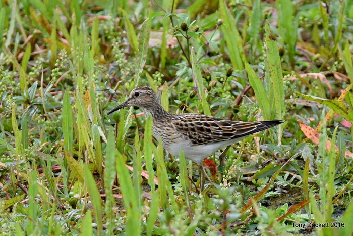 Pectoral Sandpiper
