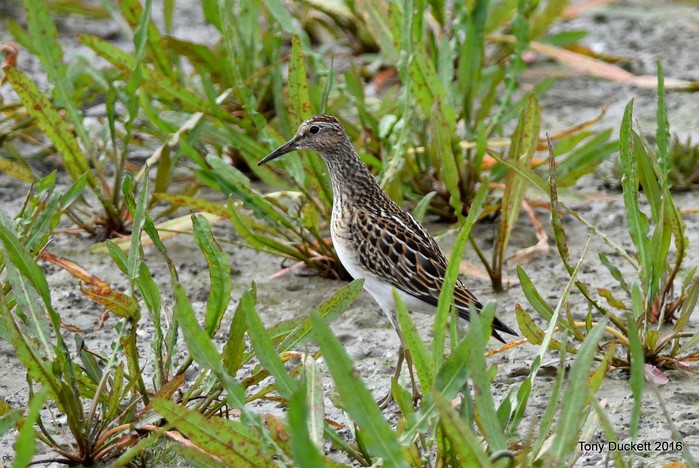 Pectoral Sandpiper